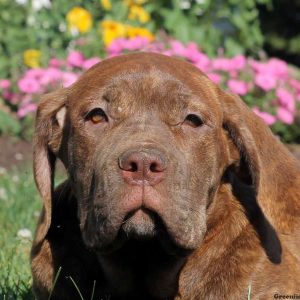 Alaina, African Boerboel Puppy