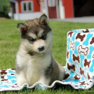 Alaskan Malamute