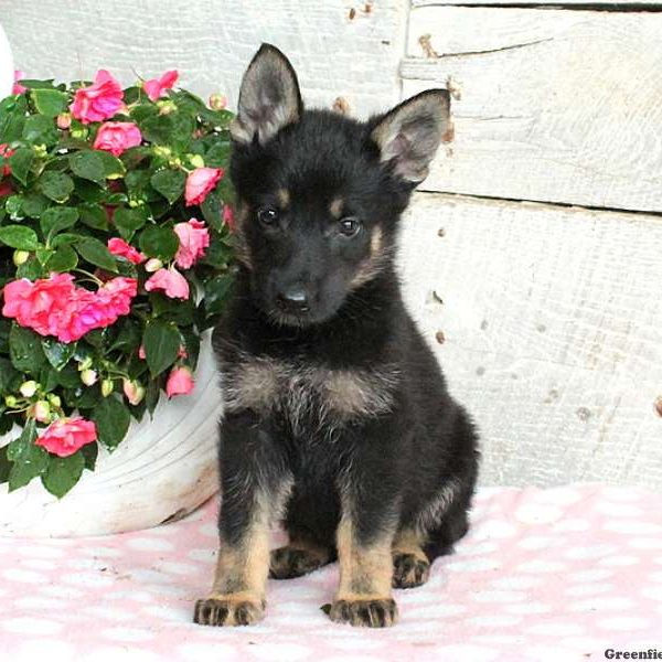 Aleah, German Shepherd Puppy