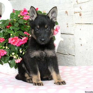 Aleah, German Shepherd Puppy