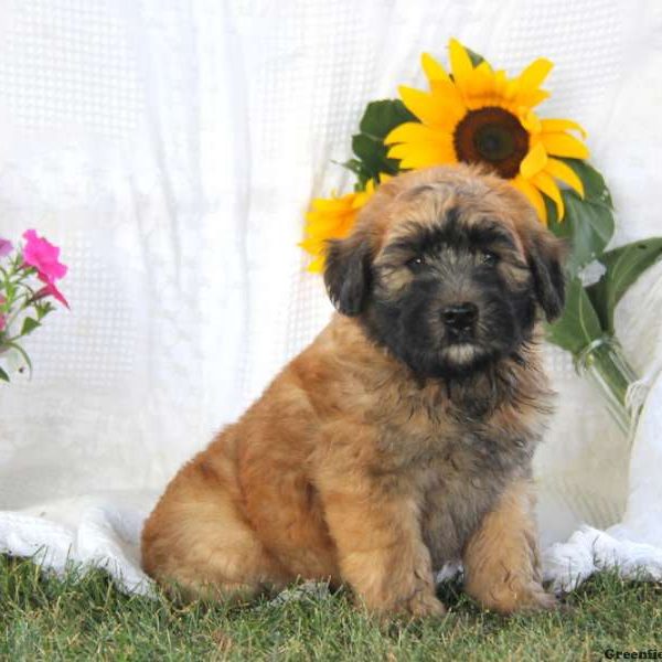 Alec, Soft Coated Wheaten Terrier Puppy