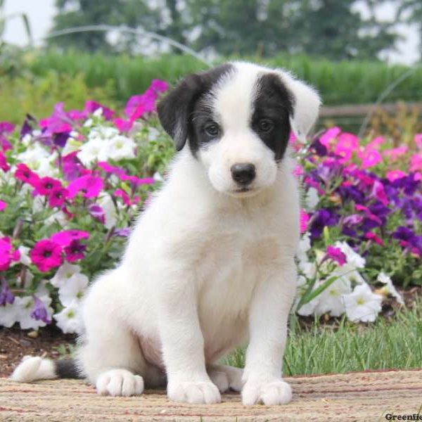 Alec, Great Pyrenees Mix Puppy