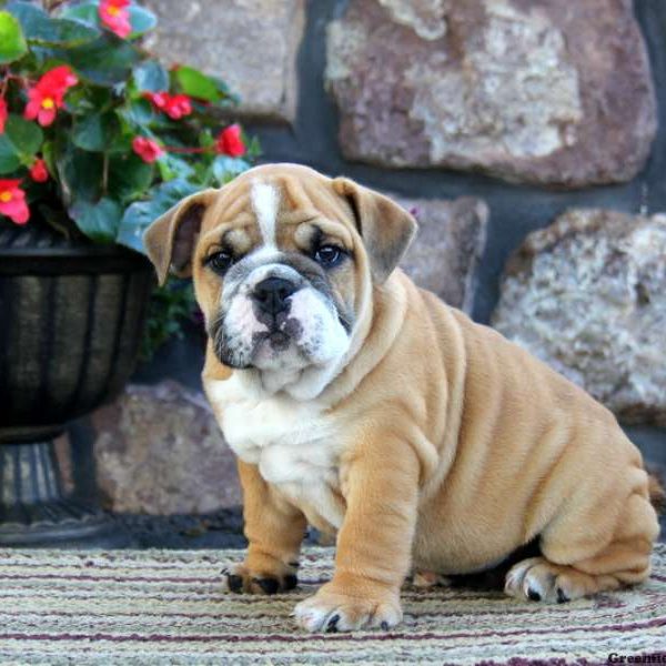 Alec, English Bulldog Puppy