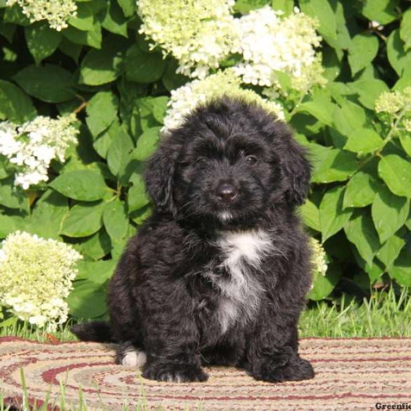 Alec, Bernedoodle-Miniature Puppy