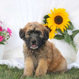 Alec, Soft Coated Wheaten Terrier Puppy