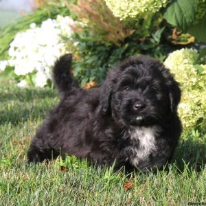 Alec, Bernedoodle-Miniature Puppy