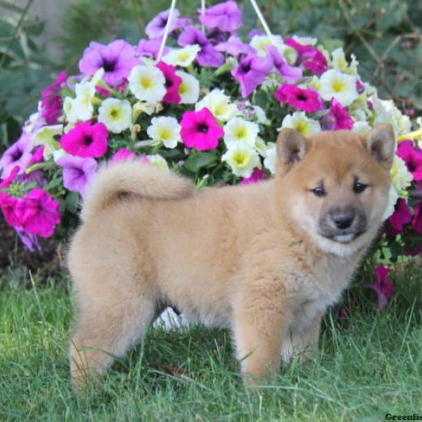 Alex, Shiba Inu Puppy