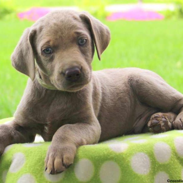 Alex, Labrador Retriever-Silver Puppy