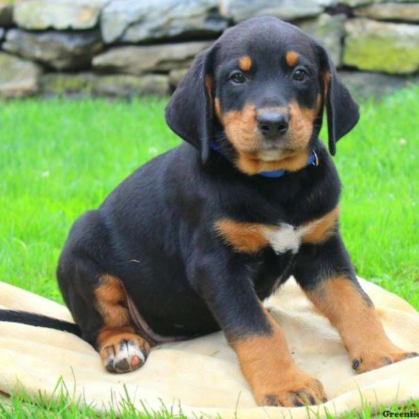 Alex, Bernese Mountain Dog Mix Puppy