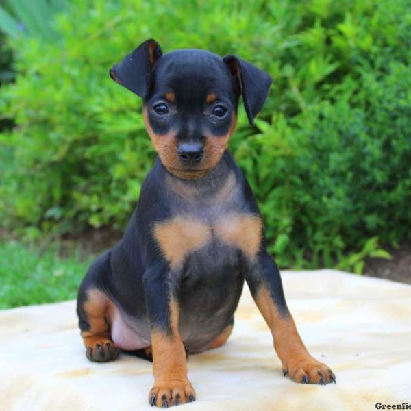 Alex, Miniature Pinscher Puppy