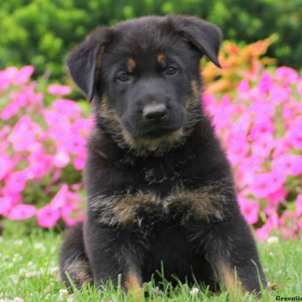 Alex, German Shepherd Puppy