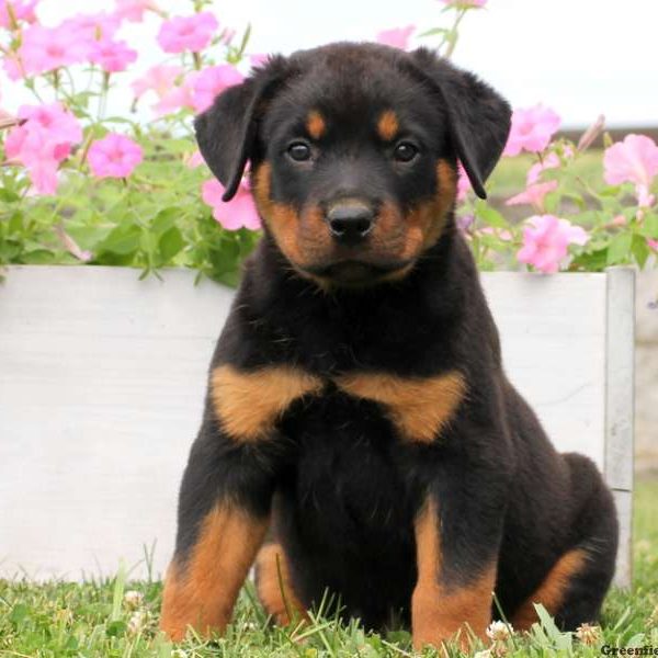 Alex, Rottweiler Puppy