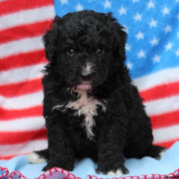 Alex, Bernedoodle-Miniature Puppy