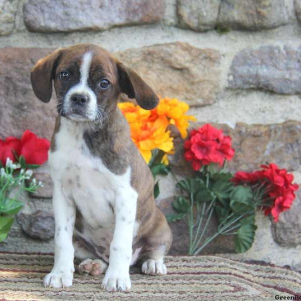 Alex, Boston Terrier Mix Puppy