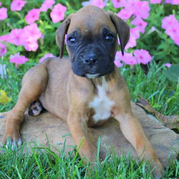 Alex, Boxer Puppy