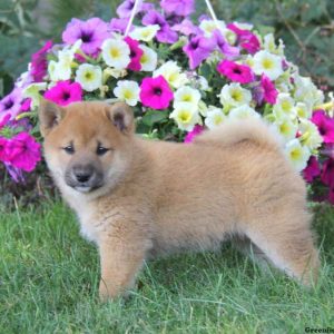 Alex, Shiba Inu Puppy