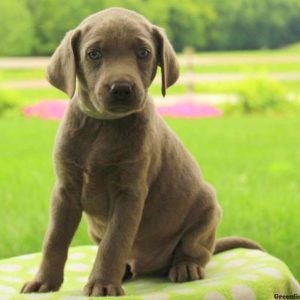 Alex, Labrador Retriever-Silver Puppy