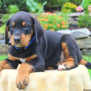 Alex, Bernese Mountain Dog Mix Puppy