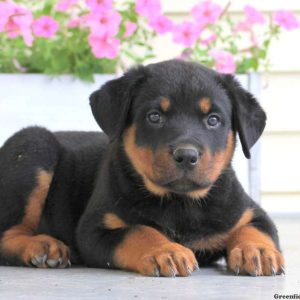 Alex, Rottweiler Puppy