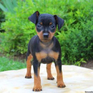 Alex, Miniature Pinscher Puppy