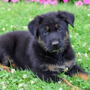 Alex, German Shepherd Puppy