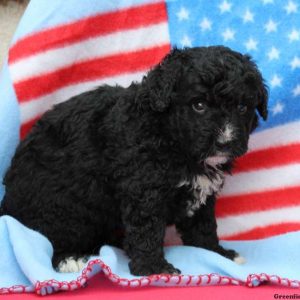 Alex, Bernedoodle-Miniature Puppy