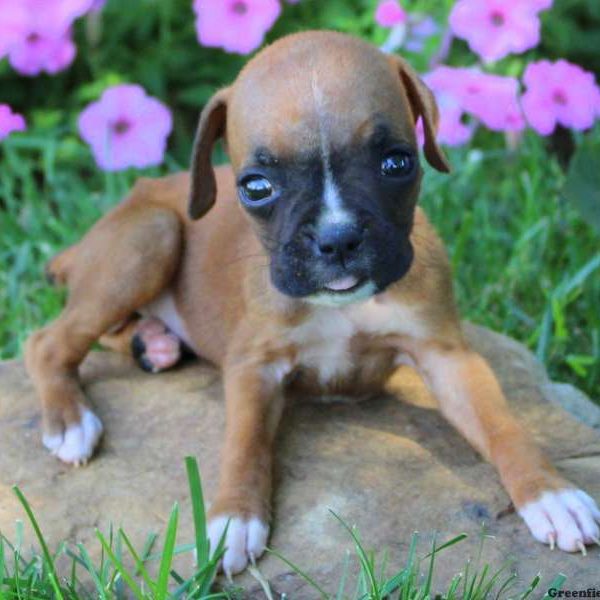 Alexandra, Boxer Puppy