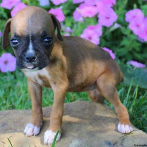 Alexandra, Boxer Puppy