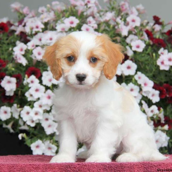 Alexis, Cavachon Puppy