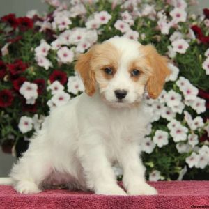 Alexis, Cavachon Puppy