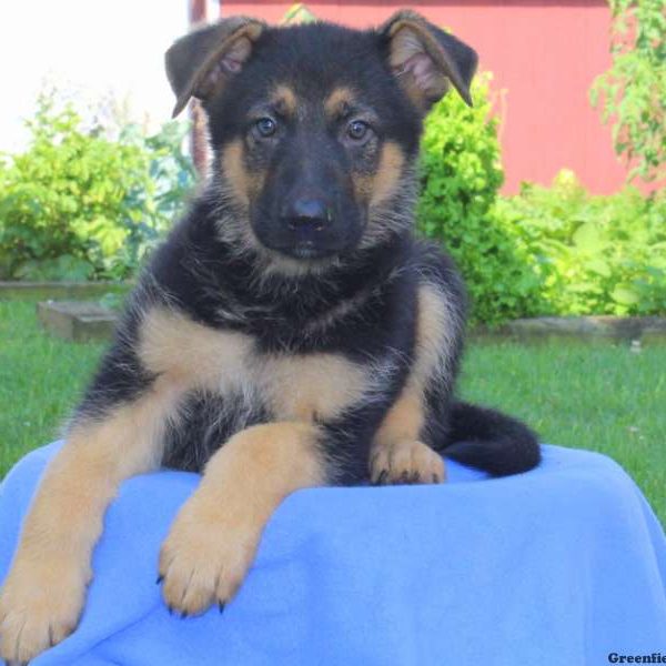 Alf, German Shepherd Puppy