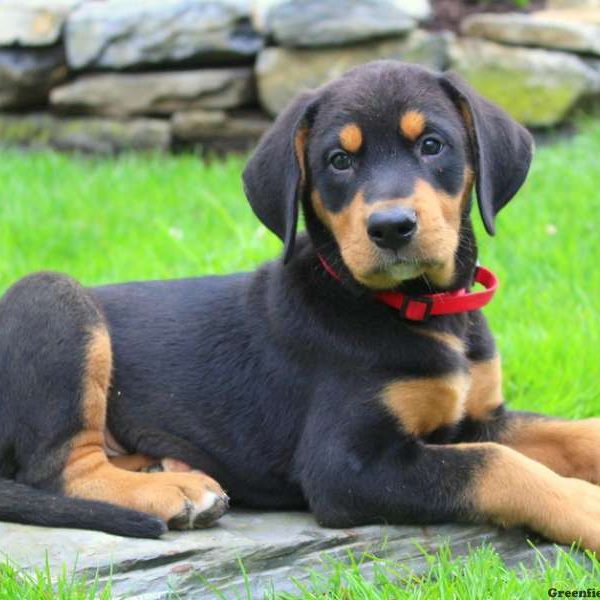 Alf, Bernese Mountain Dog Mix Puppy