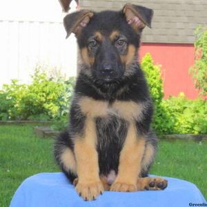 Alf, German Shepherd Puppy