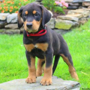 Alf, Bernese Mountain Dog Mix Puppy