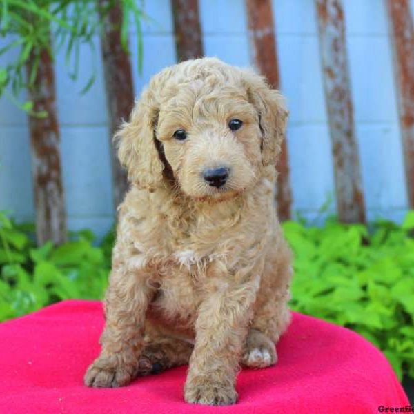 Alfie, Cockapoo Puppy