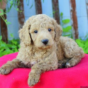 Alfie, Cockapoo Puppy