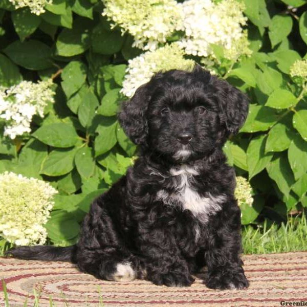 Alice, Bernedoodle-Miniature Puppy