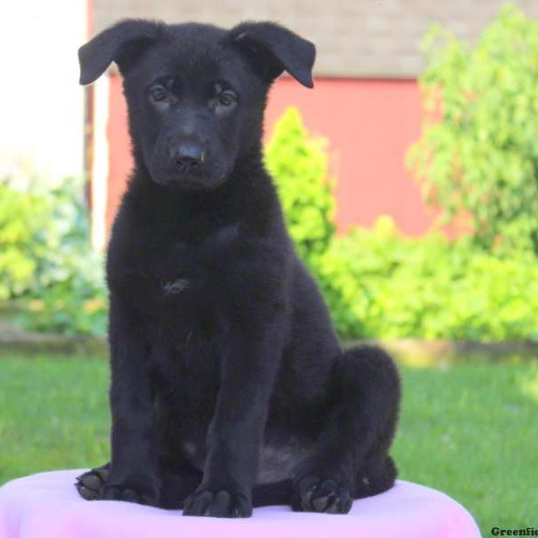 Alice, German Shepherd Puppy