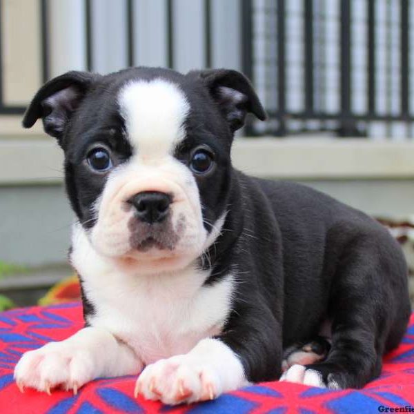 Alice, Boston Terrier Puppy