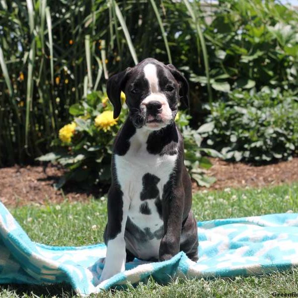 Alice, Boxer Puppy