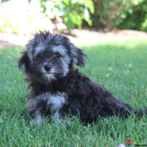 Alice, Havanese Puppy