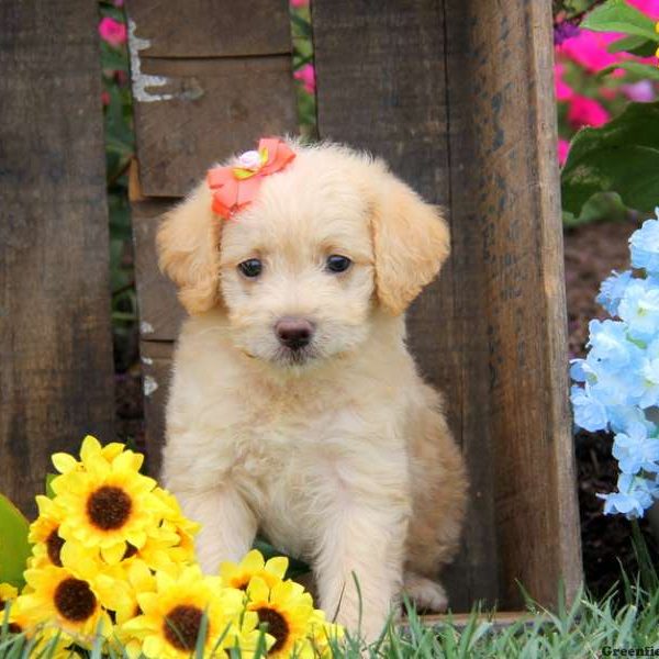 Alice, Labradoodle-Miniature Puppy