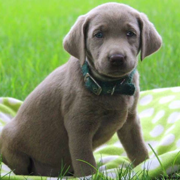 Alice, Labrador Retriever-Silver Puppy