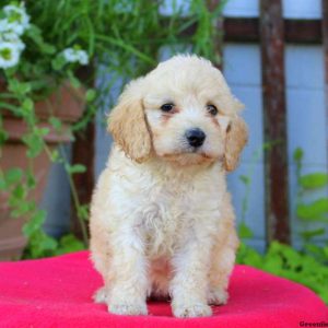 Alice, Cockapoo Puppy