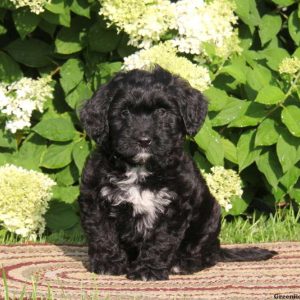 Alice, Bernedoodle-Miniature Puppy