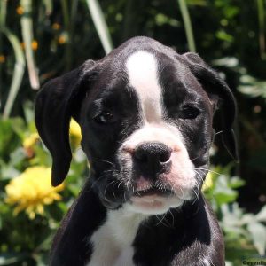 Alice, Boxer Puppy