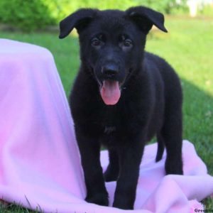 Alice, German Shepherd Puppy