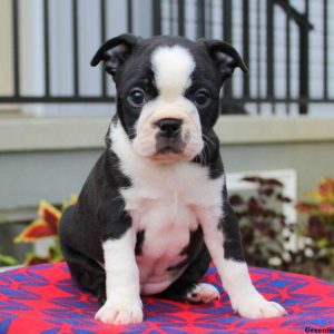 Alice, Boston Terrier Puppy