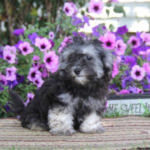 Alice, Havanese Puppy