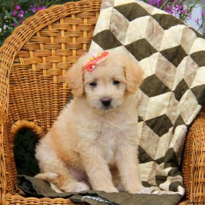 Alice, Labradoodle-Miniature Puppy